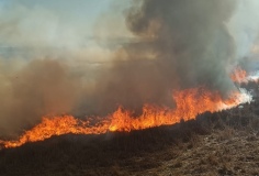 Sazlık Alanda Yangın Paniği