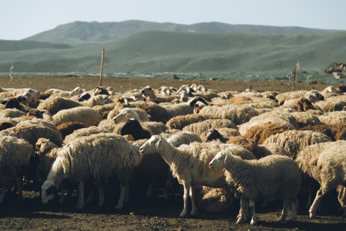 sheep-herd.jpg