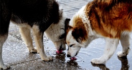 Sokak hayvanları sahiplendirilinceye kadar korunacaklar