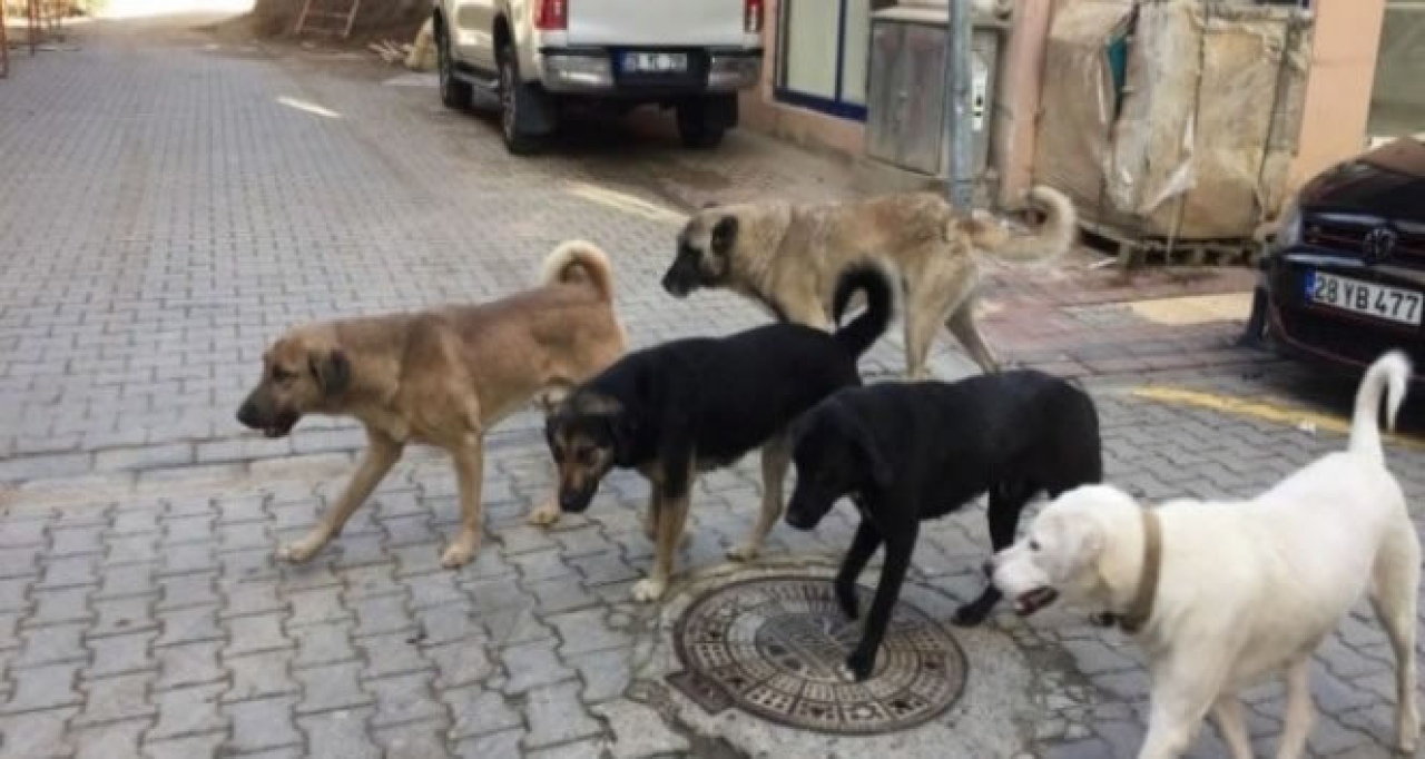 Sokak Köpekleri Kimin Sorumluluğunda? Belediyeler Yeterli mi?