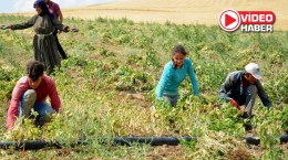 Tarım işçilerinin çocukları eğitimden kopuyor