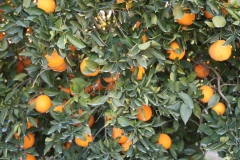 Tescilli portakal’da hasat zamanı Başladı