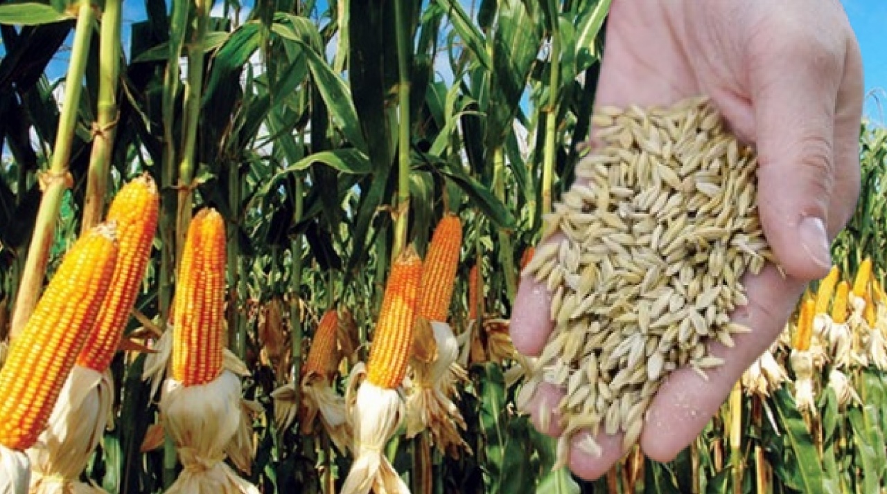 TMO’dan arpa mısır ithalatı iddialarına yanıt