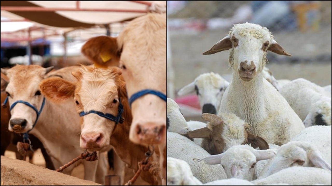 Türkiye’nin hayvan varlığı rakamları açıklandı
