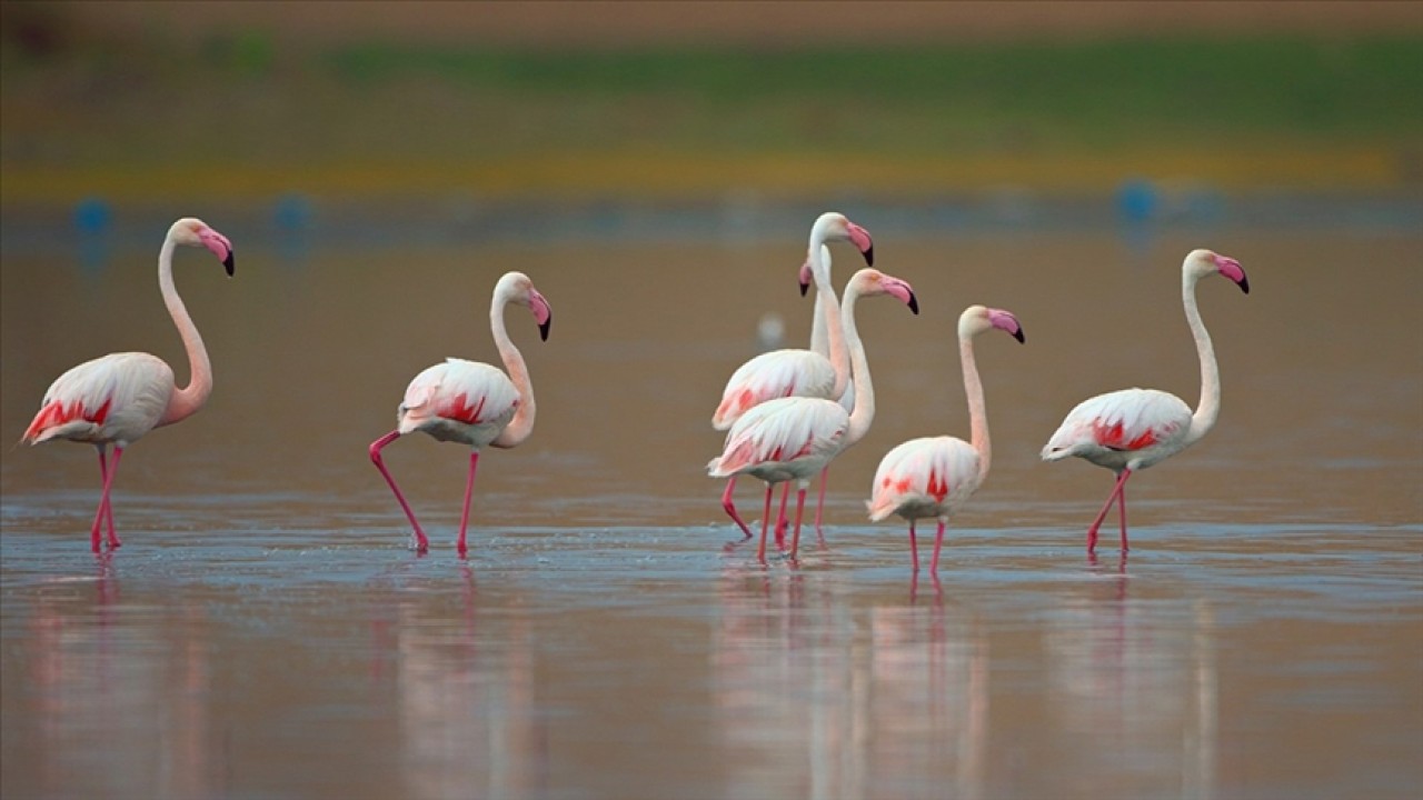Tuz Gölü’nde 4 bin 300 flamingo yumurtadan çıktı