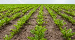 Üreticilere milyarlarca lira ödeme yapıldı