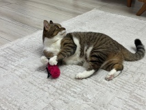 Uzmandan evcil hayvanlarda aşı uyarısı