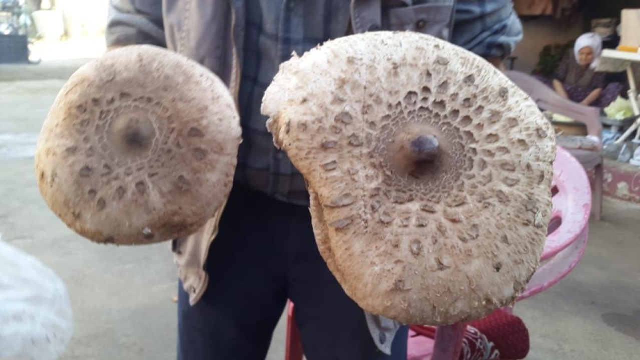 Uzmanlardan, Doğada Yetişen Mantarlar İçin Uyarı