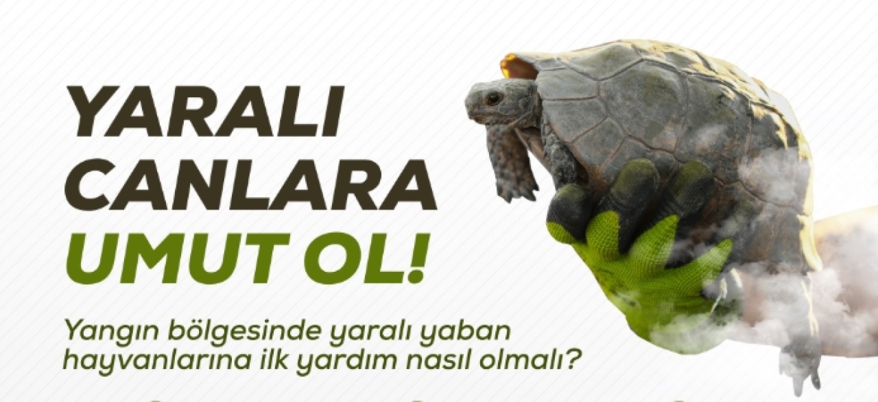 Yangın bölgelerinde hayvanlara doğru müdahale hayat kurtarıyor