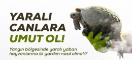 Yangın bölgelerinde hayvanlara doğru müdahale hayat kurtarıyor