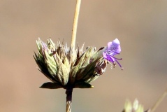 Yeni Keşfedilen Bitki Türüne NÖHÜ’lü Akademisyenin Adı Verildi