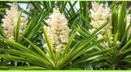 Yuka Bitkisi Bakımı Nasıl Yapılır? Adım Adım Yuka Çoğaltma Rehberi