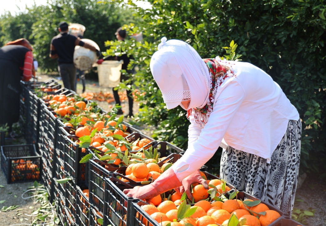 Zirai Don uyarısı sonrası adana'da mandalina hasadı hızlandı